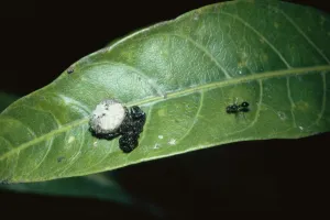 Arachnids Gallery: Crab spider mimics bird dropping to attract fly (Phrynarachne tuberosa) Nepal