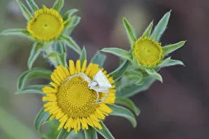 Crab spider (Misumena sp) on Elecampane (Inula helenium) waiting for prey, San Marino