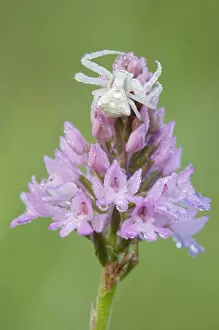 Arachnids Gallery: Crab spider (Misumena sp) on Pyramidal orchid (Anacamptis pyramidalis) covered in water droplets