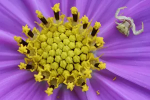 Crab spider (Misumena sp) sitting in a in a Chrysanthemum flower waiting for pray