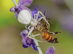 Apis Mellifica Prints: Crab spider (Misumena vatia) female