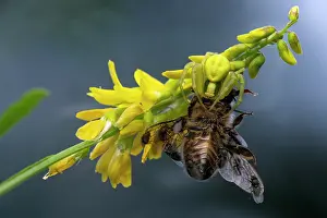 Apis Mellifica Prints: Crab spider (Misumena vatia) female