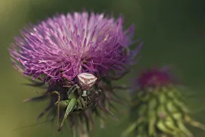 Orthoptera Prints: Crab spider (probably Thomisus onustus) preying on a Bush cricket (Tettigoniidae)