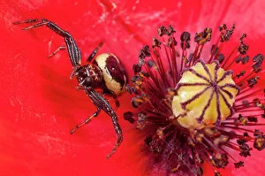 Dicotyledon Gallery: Crab spider (Synaema globosum) on a Poppy (Papaver sp.) flower, Sibillini, Umbria, Italy. May