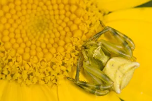 Crab Spider (Thomisus onustus) female waiting for prey on head of Chrysanthemum