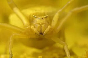 Arachnids Gallery: Crab spider (Thomisus onustus) yellow form, portrait, on yellow Yarrow (Achillea