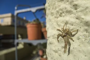 Crab spider (Xysticus sp. ) on balcony, Genova, Italy, May