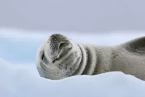 Animal Head Gallery: Crabeater Seal (Lobodon carcinophaga) hauled out on ice. Pleneau Island, Antarctica, January