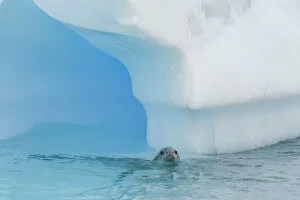 Iceberg Gallery: Crabeater Seal (Lobodon carcinophagus) adult, near oceberg