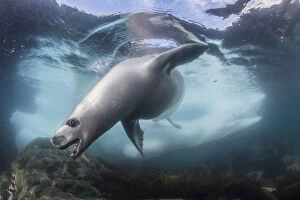 Crabeater seals (Lobodon carcinophaga) hunting under water, Antarctic Peninsula, Antarctica