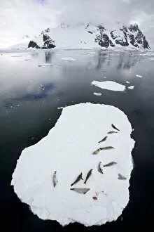 Images Dated 23rd July 2019: Crabeater seals (Lobodon carcinophaga) resting on ice floating ice sheet, Antarctic Peninsula