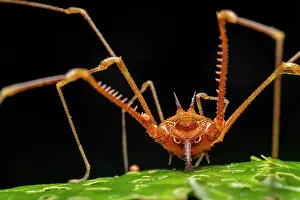 Rear View Prints: Cranaid harvestman (Cranaidae) close up portrait