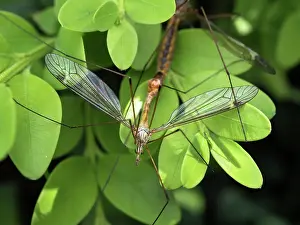 Copulation Prints: Crane flies (Tipula sp.) pair mating on boxwood leaves in a garden
