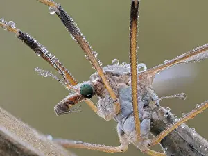 Roosting Prints: Crane fly (Tipula sp.) roosting at dawn covered in dew