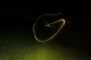 Cranefly (Tipula paludosa) flight trail over meadow in old quarry on autumn night in Somerset, England. September