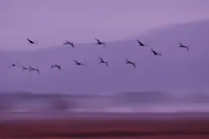 Blurred Movement Prints: Cranes (Grus grus) flock in flight at dawn