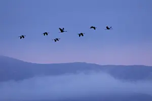 Gruidae Prints: Cranes (Grus grus) flock in flight above low cloud at dawn