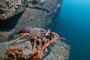 Crawfish / Spiny Lobster (Palinurus elephas). L'Etac, Sark, British Channel Islands, August