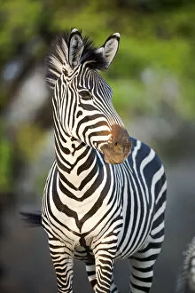 Flick Solitaire - Nick Garbutt Collection: Crawshays zebra (Equus quagga crawshayi), subspecies of Plains Zebra