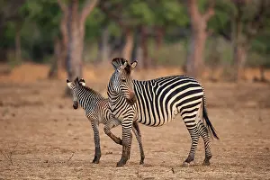 Zambia Prints: Crawshay's zebra (Equus quagga crawshayi) mare with foal