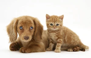 2012 Highlights Collection: Cream Dapple Miniature Long-haired Dachshund puppy with British shorthair red tabby