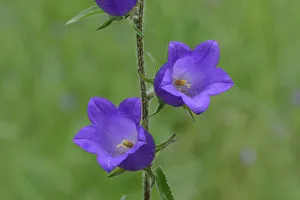 Campanulaceae Prints: Creeping bellflower (Campanula rapunculoides) Mercantour National Park