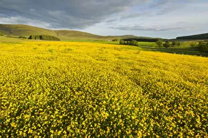 Images Dated 14th June 2011: Creeping buttercup (Ranunculus repens) covering an unimproved field, Cromdale, Cairngorms NP
