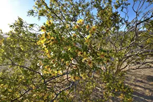 Southwest Usa Prints: Creosote bush (Larrea tridentata) in flower