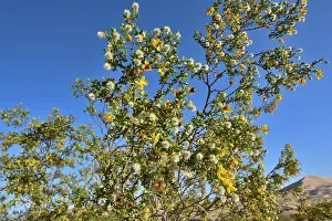 Southwest Usa Prints: Creosote bush (Larrea tridentata) in flower