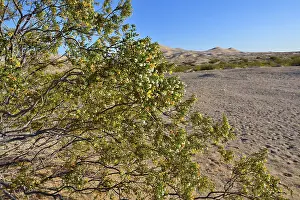 Southwest Usa Prints: Creosote bush (Larrea tridentata) in flower