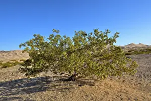 Southwest Usa Prints: Creosote bush (Larrea tridentata) in flower