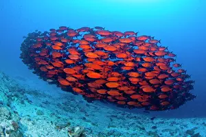 Maldive Islands Prints: Crescent-tail bigeye (Priacanthus hamrur) shoal swimming over reef, Maldives, Indian Ocean