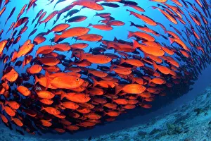 Maldive Islands Prints: Crescent-tail bigeye (Priacanthus hamrur) shoal swimming over reef, Maldives, Indian Ocean