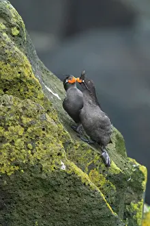 Face To Face Prints: Crested auklets (Aethia cristatella) pair interacting while perched on lichen-covered rocks