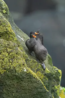 Pribilofs Prints: Crested auklets (Aethia cristatella) pair interacting while perched on lichen-covered rocks