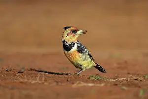 Multi Coloured Prints: Crested barbet (Trachyphonus vaillantii) with insect prey in beak