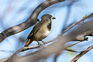 Eye Colour Prints: Crested bellbird (Oreoica gutturalis) perched on branch, Hattah, Victoria, Australia