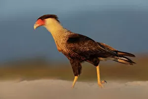January 2023 Highlights Gallery: Crested caracara (Caracara cheriway), adult, walking on beach. Pacific coast, Oaxaca state, Mexico