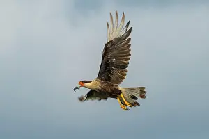 Tamaulipas Prints: Crested caracara (Caracara plancus) in flight with Kemp's ridley turtle (Lepidochelys kempii)