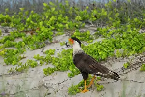 Tamaulipas Prints: Crested caracara (Caracara plancus) preying on Kemp's ridley turtle (Lepidochelys kempii) hatchling