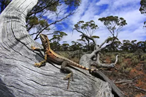 Agamidae Gallery: Crested dragon (Ctenophorus cristatus) male basking on a fallen log in chenopod shrubland