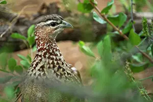 Perdicinae Prints: Crested francolin (Ortygornis sephaena) portrait