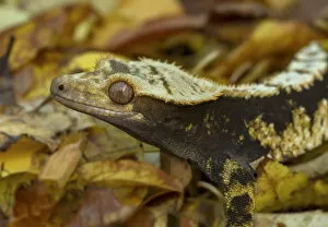 Vulnerable Collection: Crested gecko (Correlophus ciliatus), New Caledonia, controlled conditions