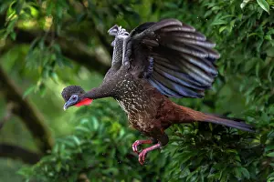 Galliformes Prints: Crested guan (Penelope purpurascens) in flight, Arenal, Costa Rica