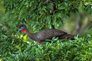 Galliformes Prints: Crested guan (Penelope purpurascens) perched in a tree, Arenal, Costa Rica