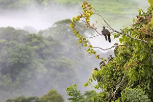 Cracidae Prints: Crested guan (Penelope purpurascens) with young in a tree Carara National Park, Tarcoles