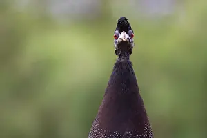 Game Bird Prints: Crested guineafowl (Guttera edouardi) head portrait, Zimanga game reserve, South Africa