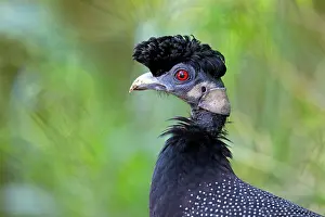 Game Bird Prints: Crested guineafowl (Guttera pucherani) head portrait
