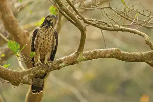 Speckled Prints: Crested hawk-eagle (Nisaetus cirrhatus) perched in a tree