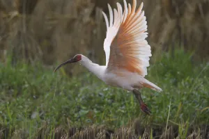 Crested ibis (Nipponia nippon) flying, Yangxian Nature Reserve, Shaanxi, China, September Crested ibis (Nipponia nippon) flying, Yangxian Nature Reserve, Shaanxi, China, September